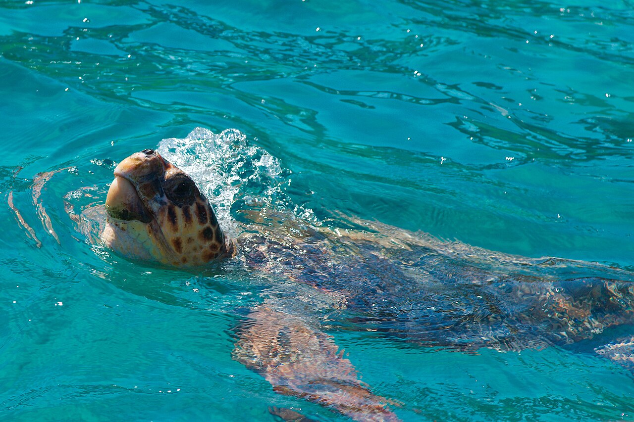 Θαλάσσια χελώνα Caretta caretta στον Κόλπο του Λαγανά, Ζάκυνθος