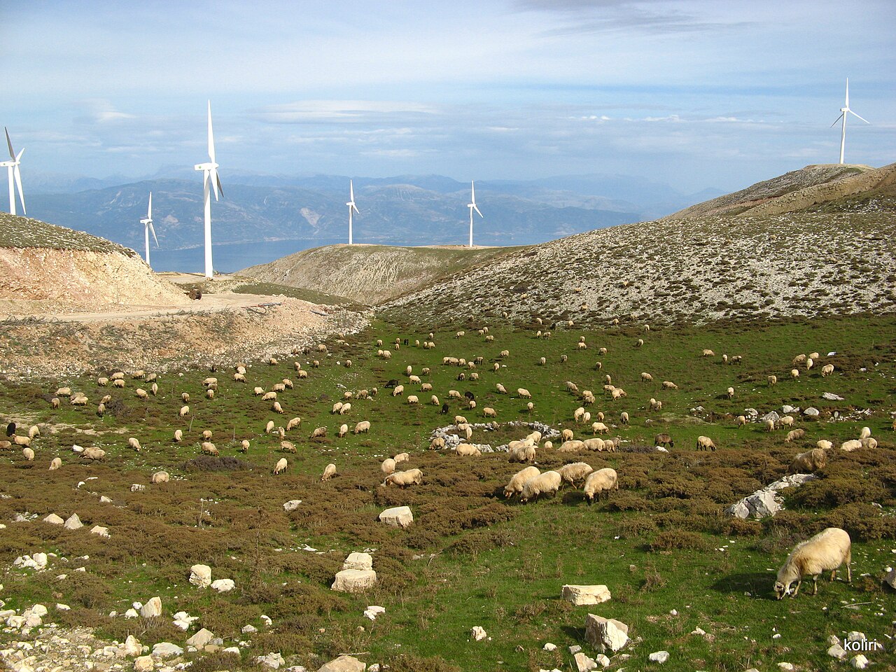 Αιολικό πάρκο και πρόβατα στον Παναχαϊκό, Ελλάδα